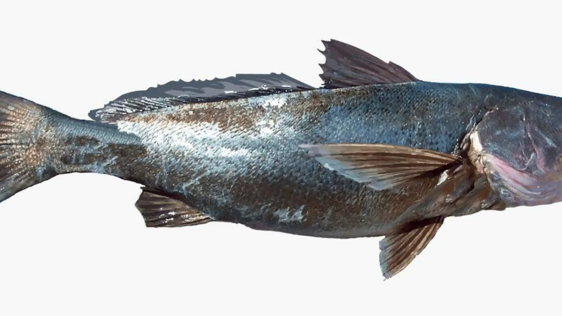 Totoaba